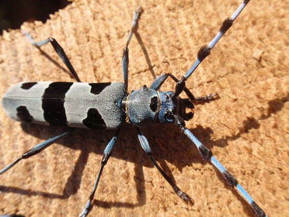 fuzáč alpský Rosalia alpina