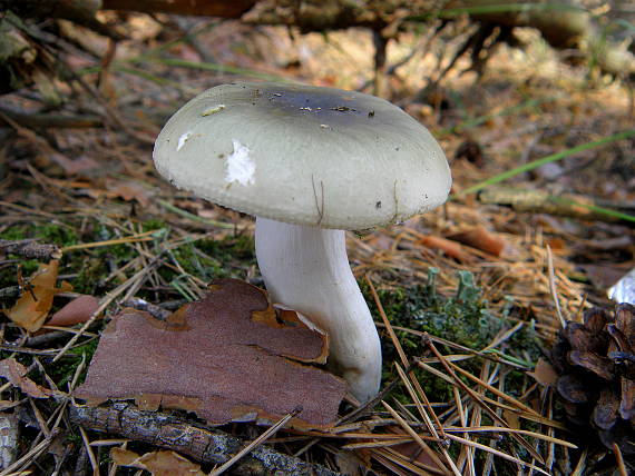 plávka trávovozelená Russula aeruginea Lindbl. ex Fr.