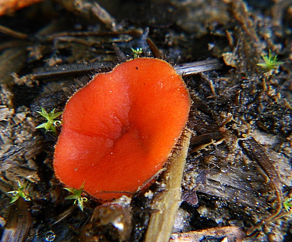 štítovnička Scutellinia sp.