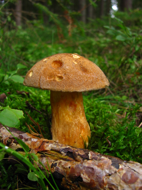 masliak strakatý Suillus variegatus (Sw.) Kuntze