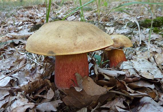 hríb zrnitohlúbikový Sutorius luridiformis (Rostk.) G. Wu & Zhu L. Yang