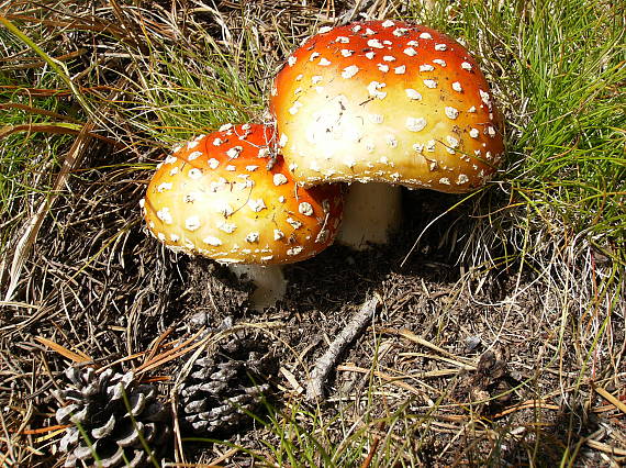 muchotrávka červená  Amanita muscaria  (L.) Lam.