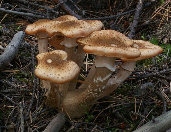 podpňovka tmavá Armillaria ostoyae (Romagn.) Herink