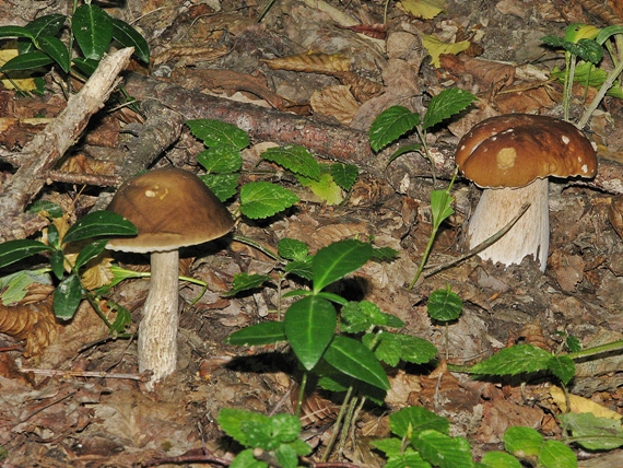 hríb smrekový+kozák hrabový Boletus edulis + Leccinum pseudoscabrum Bull. ex Fr.