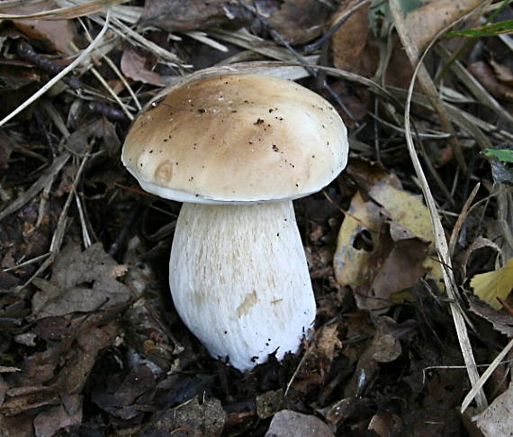 hríb smrekový Boletus edulis Bull.