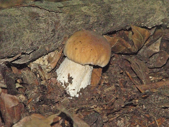 hríb smrekový Boletus edulis Bull.