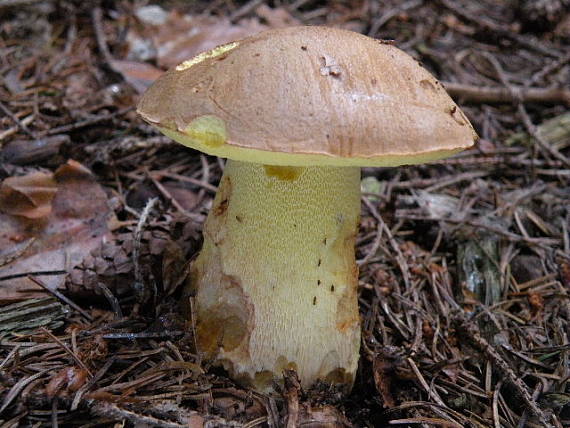 hríb horský Butyriboletus subappendiculatus (Dermek, Lazebn. & J. Veselský) D. Arora & J.L. Frank