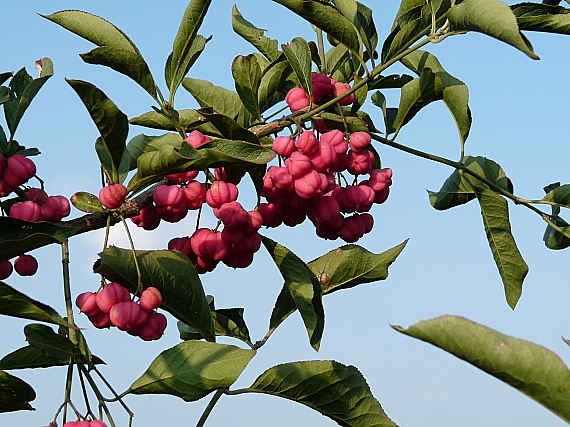 bršlen európsky Euonymus europaeus L.