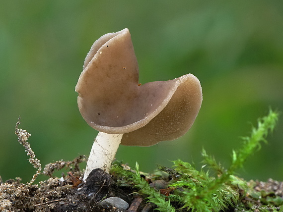 chriapač Helvella sp.