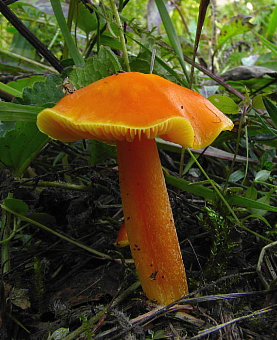 lúčnica citrónovožltá Hygrocybe chlorophana (Fr.) Wünsche