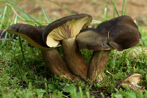 rýdzik sadzový Lactarius picinus Fr.