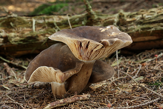 rýdzik sadzový Lactarius picinus Fr.