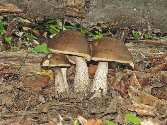 kozák hrabový Leccinum pseudoscabrum (Kallenb.) Šutara