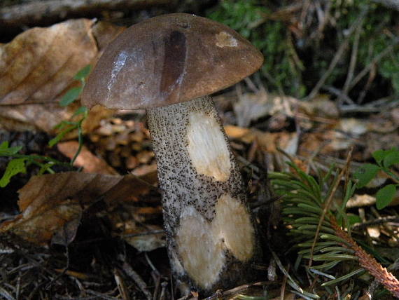 kozák brezový Leccinum scabrum (Bull.) Gray