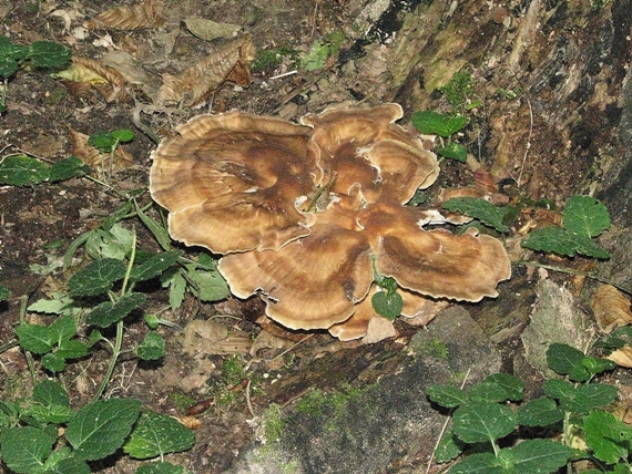 vejárovec obrovský Meripilus giganteus (Pers.) P. Karst.