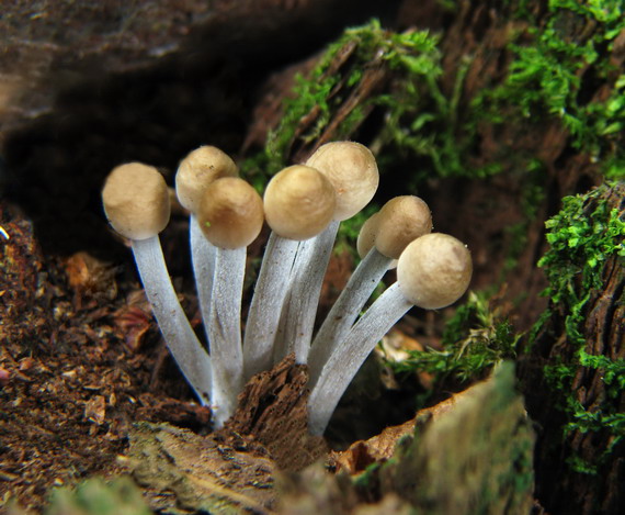 prilbička Mycena sp.