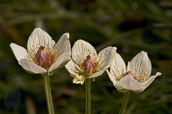 bielokvet močiarny Parnassia palustris L.