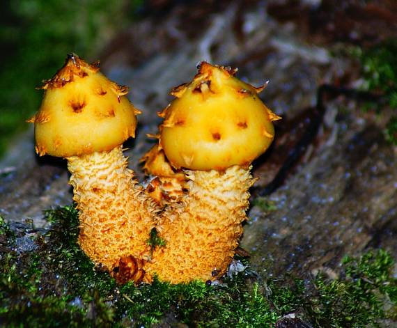 šupinovka šupinatá  Pholiota squarrosa (Vahl) P. Kumm.