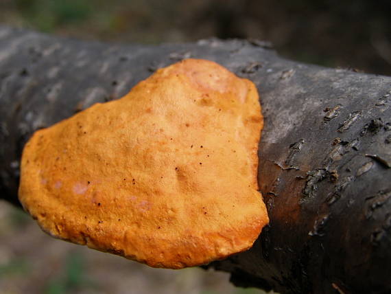 červenica rumelková Pycnoporus cinnabarinus (Jacq.) P. Karst.