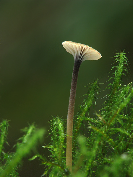 machovček Swartzov Rickenella swartzii (Fr.) Kuyper