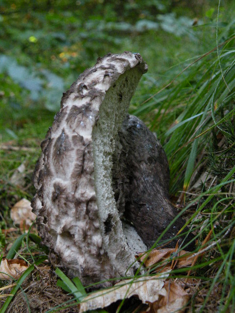 šiškovec šupinatý Strobilomyces strobilaceus (Scop.) Berk.