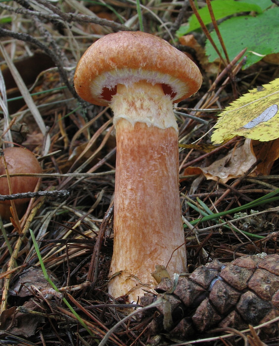 masliak tridentský Suillus tridentinus (Bres.) Singer