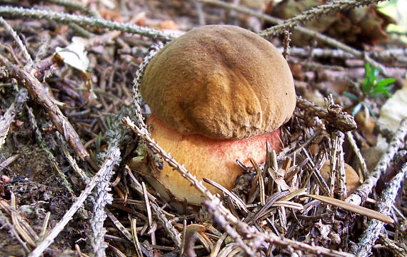 hríb zrnitohlúbikový Sutorius luridiformis (Rostk.) G. Wu & Zhu L. Yang