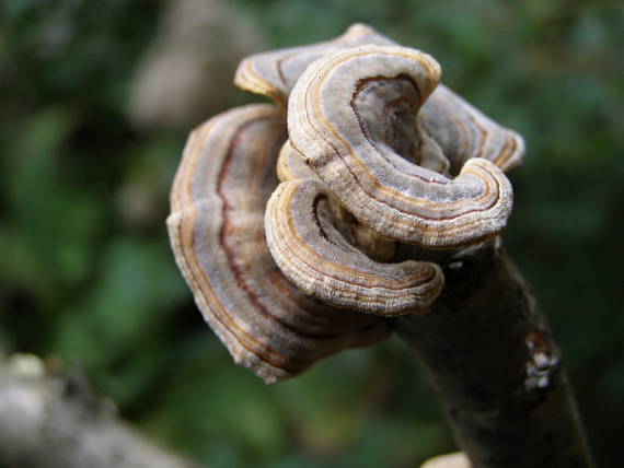 trúdnikovec pestrý Trametes versicolor (L.) Lloyd