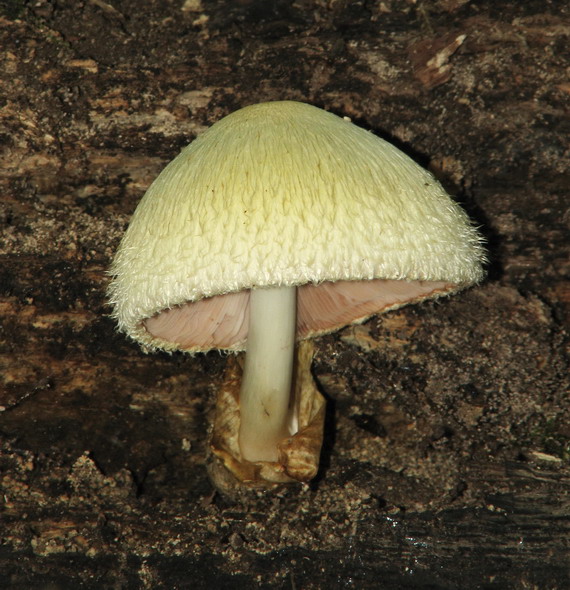 pošvovec stromový Volvariella bombycina (Schaeff.) Singer