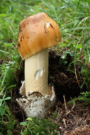 muchotrávka oranžová Amanita crocea (Quél.) Singer