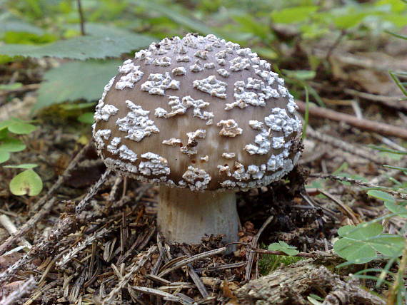 muchotrávka hrubá Amanita excelsa (Fr.) Bertill.