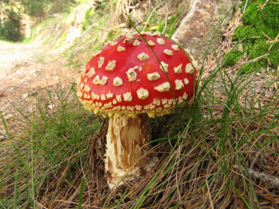 muchotrávka červená Amanita muscaria (L.) Lam.