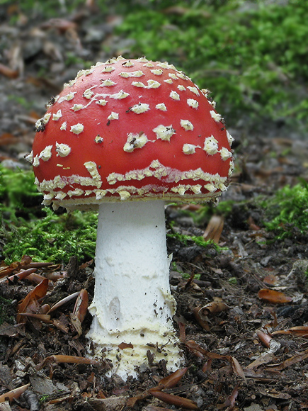 muchotrávka červená Amanita muscaria (L.) Lam.