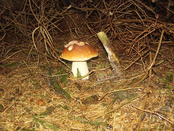 hríb smrekový Boletus edulis Bull.