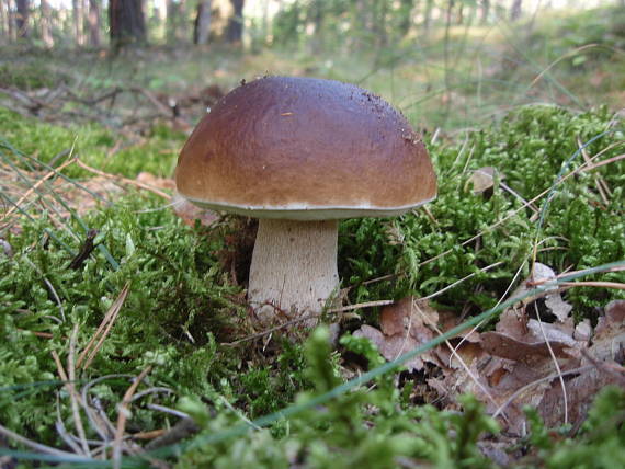 hríb smrekový Boletus edulis Bull.