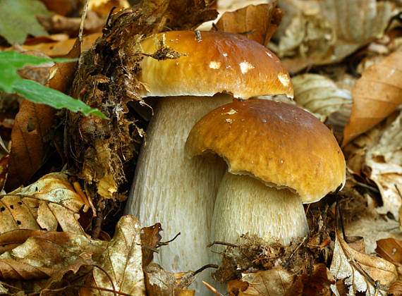 hríb smrekový Boletus edulis Bull.