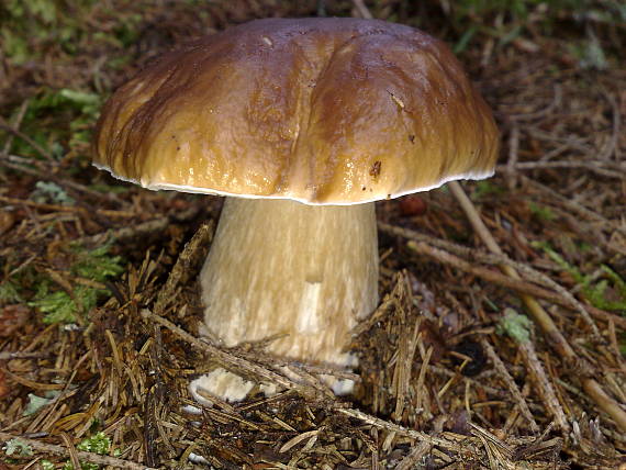 hríb smrekový Boletus edulis Bull.