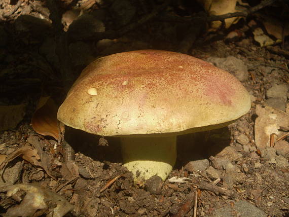 hríb kráľovský Butyriboletus regius (Krombh.) D. Arora & J.L. Frank