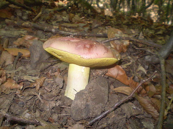 hríb kráľovský Butyriboletus regius (Krombh.) D. Arora & J.L. Frank