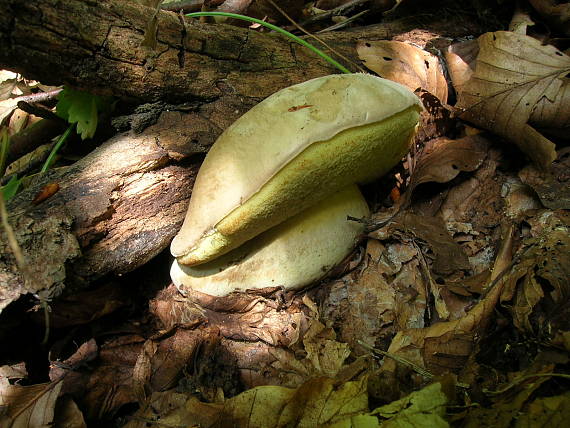 hríb horký Caloboletus radicans (Pers.) Vizzini