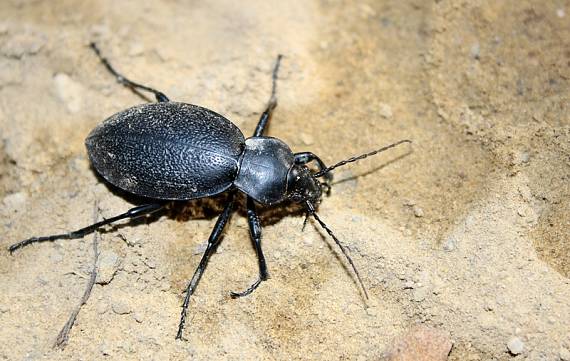 carabus coriaceus Carabus coriaceus