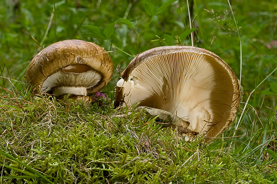 náramkovka cisárska Catathelasma imperiale (P. Karst.) Singer