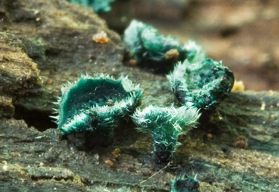 zelenica Chlorociboria sp.