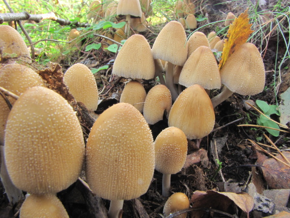 hnojník ligotavý Coprinellus micaceus (Bull.) Vilgalys, Hopple & Jacq. Johnson