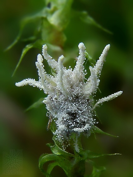 parazitická huba Gibellula sp.