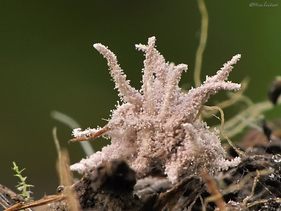 parazitická huba Gibellula sp.