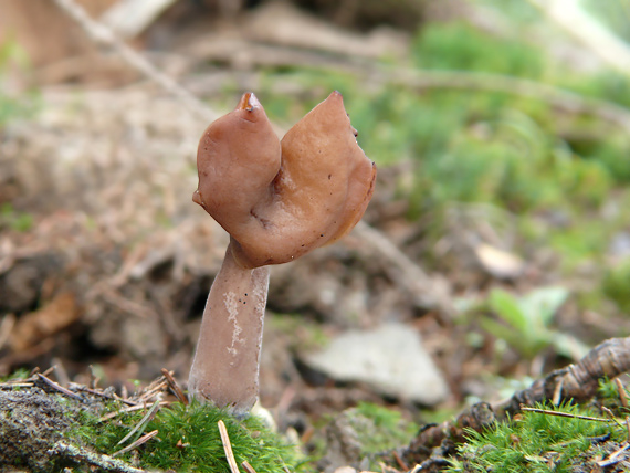 ušiak mitrovitý Gyromitra infula (Schaeff.) Quél.