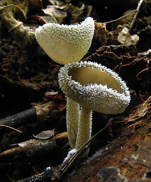 chriapač brvitý  Helvella macropus (Pers.) P. Karst.