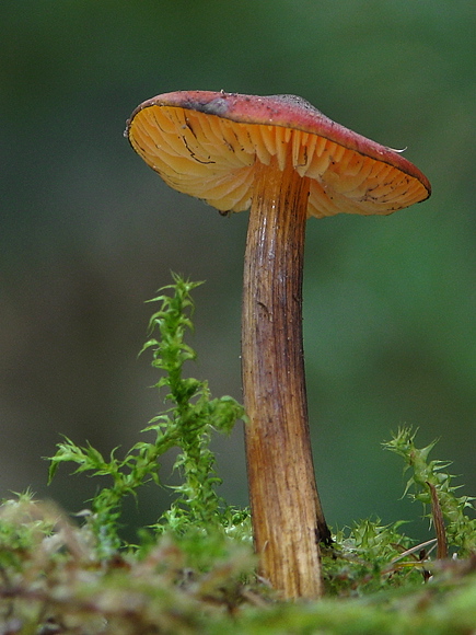 lúčnica kužeľovitá Hygrocybe conica (Schaeff.) P. Kumm.