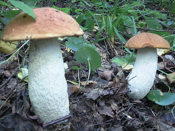 kozák osikový Leccinum albostipitatum den Bakker & Noordel.